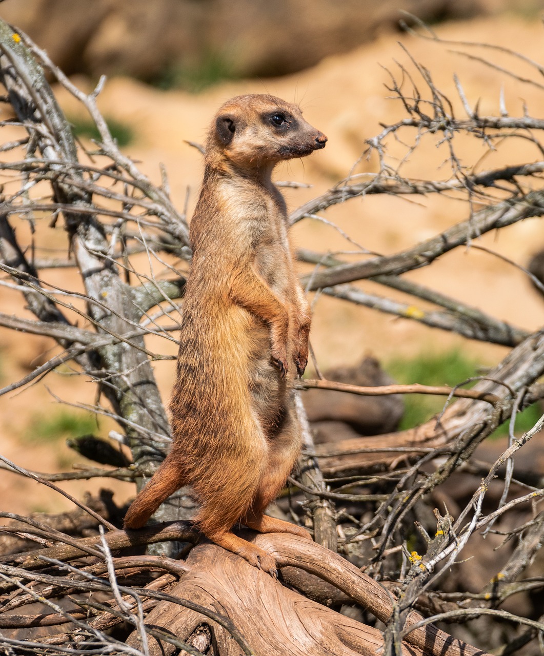 meerkat  animal  zoo free photo