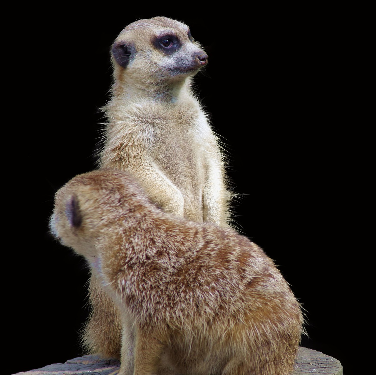 meerkat  animal  zoo free photo
