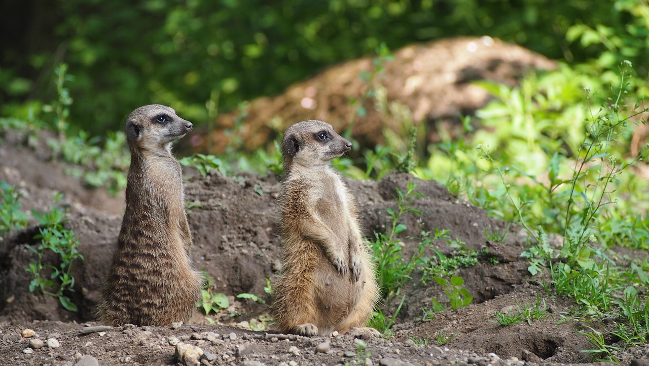 meerkat  zoo  animal free photo