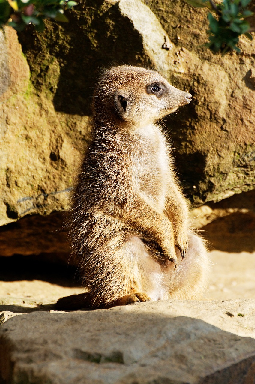 meerkat rock sitting free photo