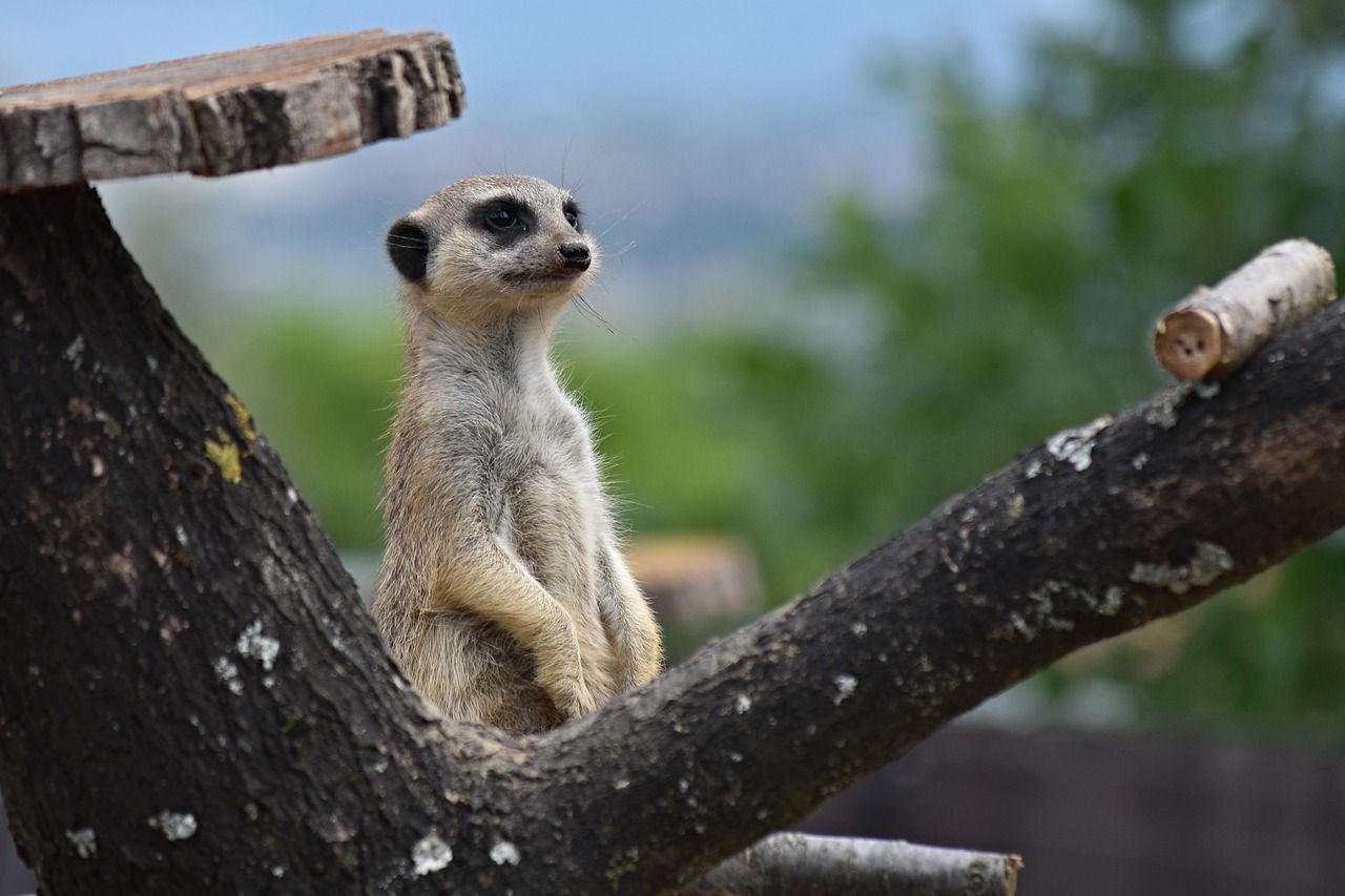 meerkat  zoo  animal free photo