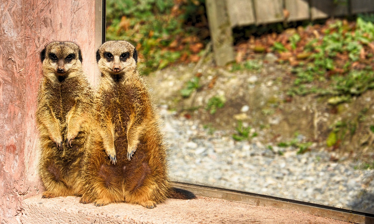 meerkat  zoo  animal free photo