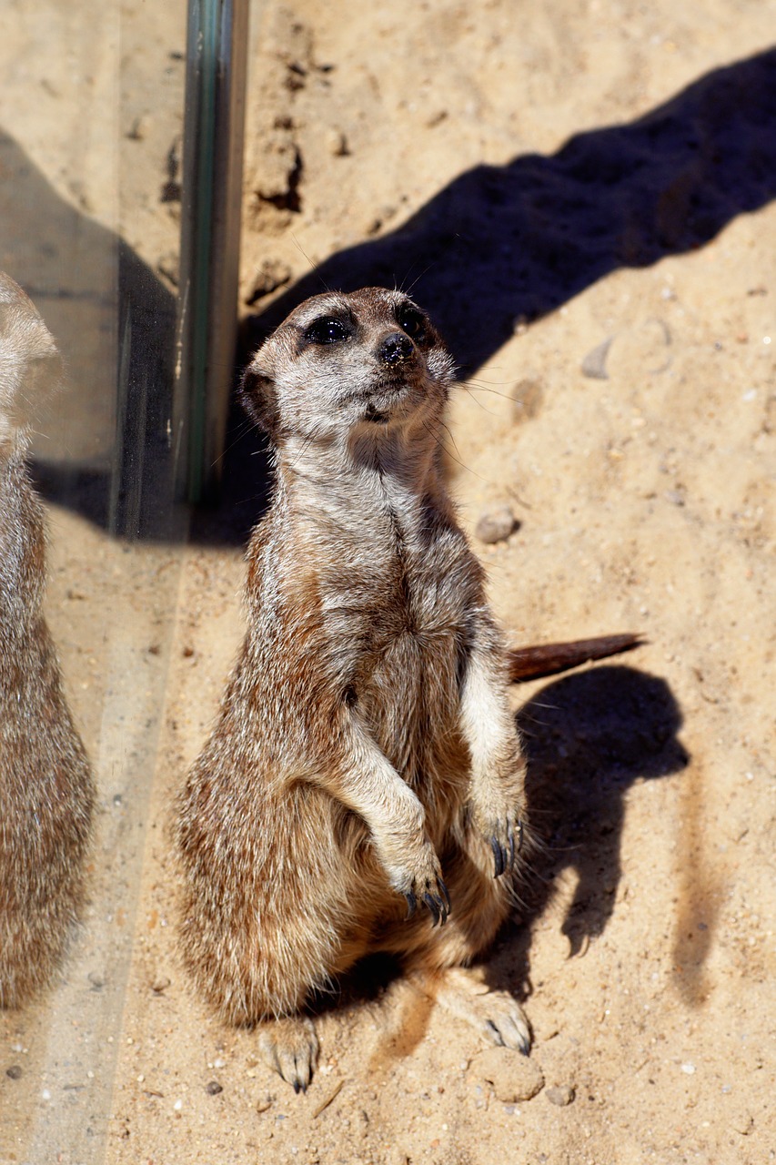 meerkat  meercat  scharrtier free photo