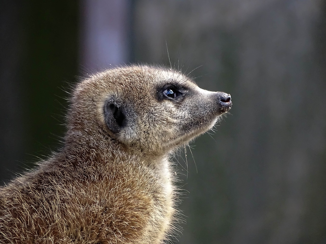 meerkat  animal  portrait free photo