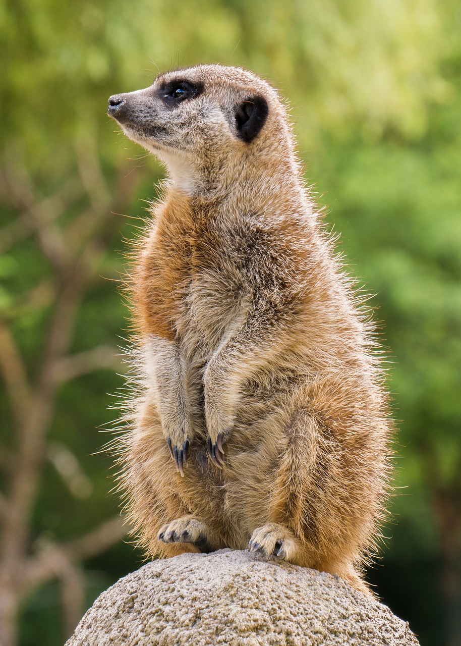 meerkat  animals  animal world free photo