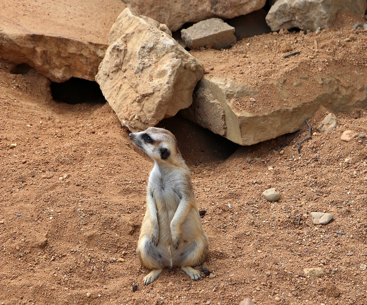 meerkat  mammal  wildlife free photo