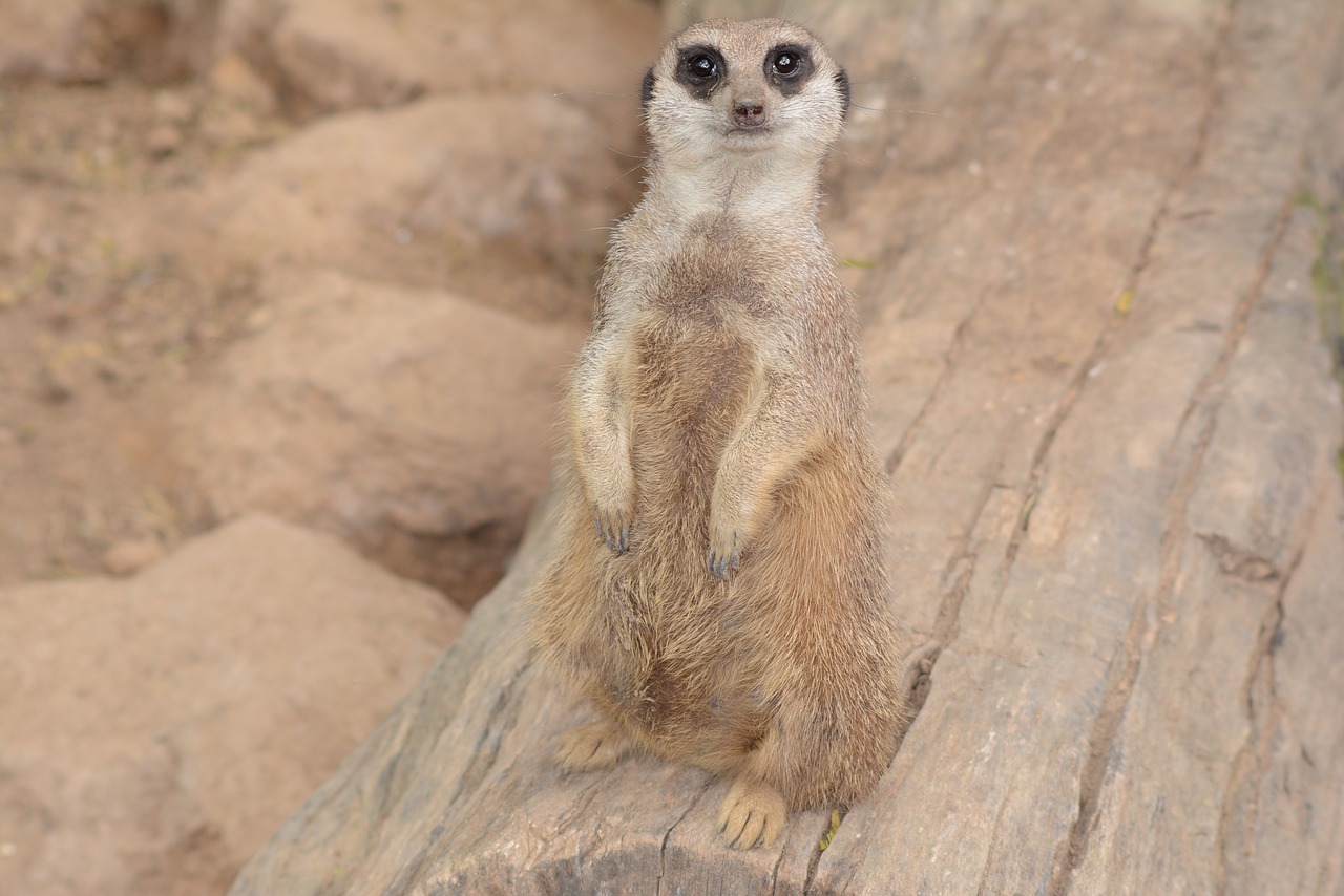 meerkat  wild animal  nature free photo