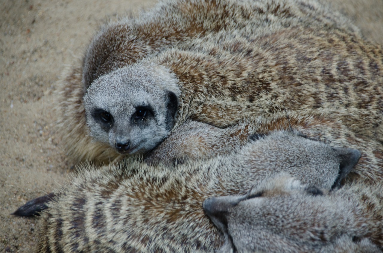 meerkat  zoo  animals free photo