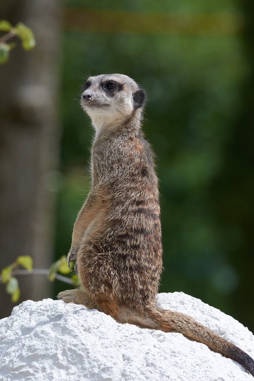 meerkat  guard  cute free photo