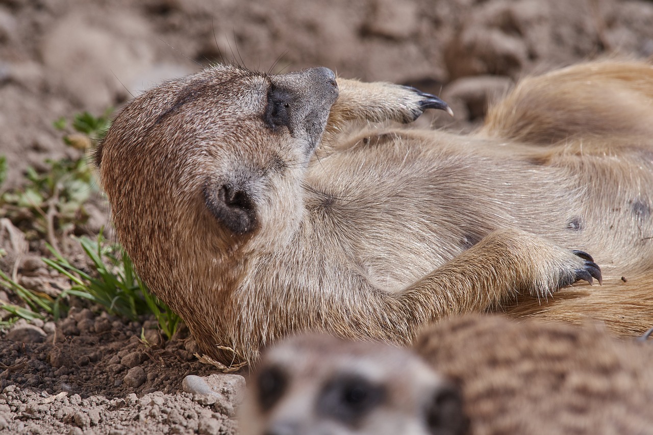 meerkat  guard  cute free photo