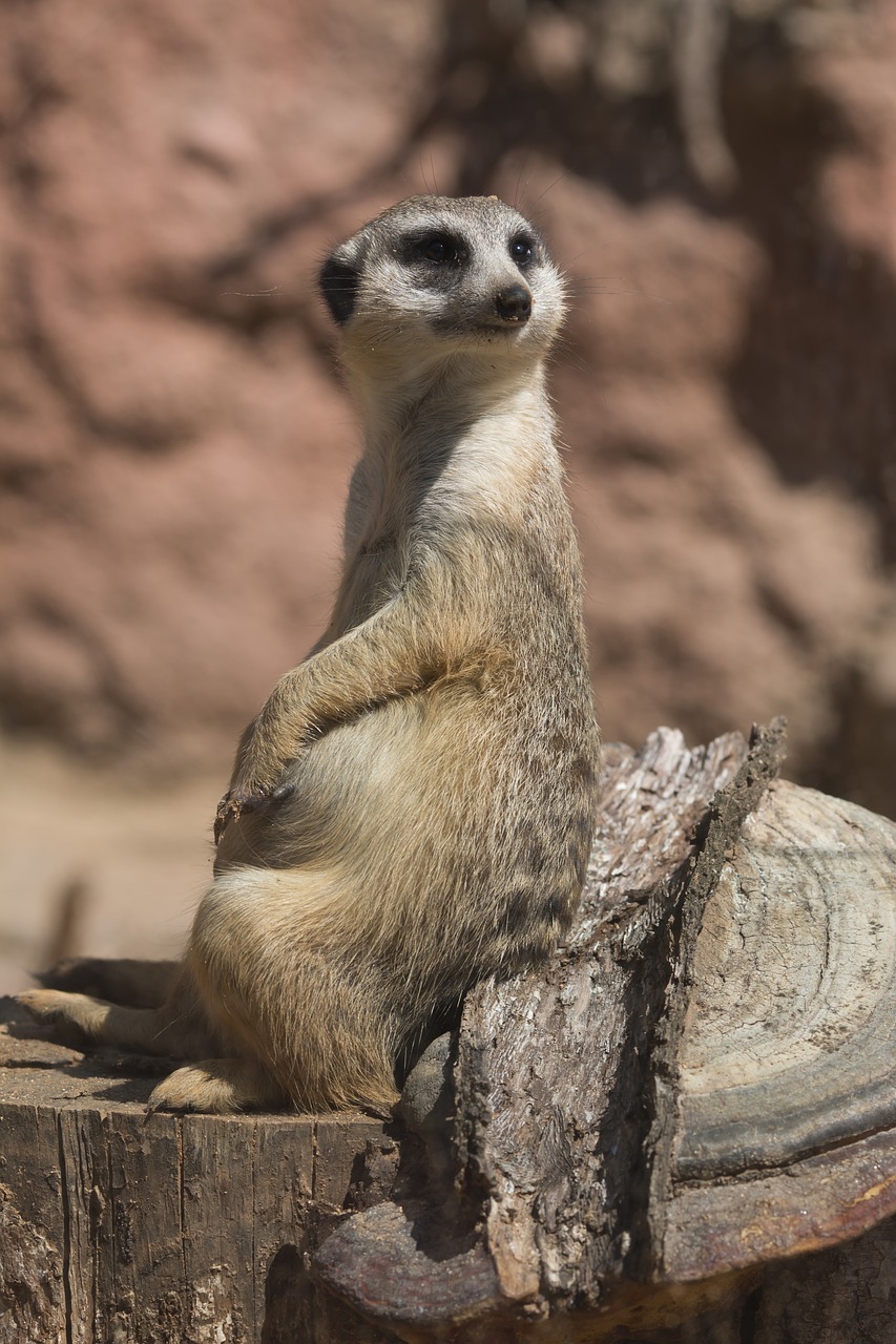 meerkat  animal  zoo free photo