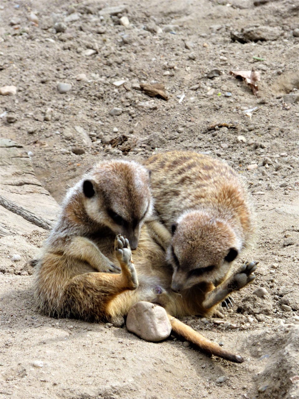 meerkat  marvel  look free photo