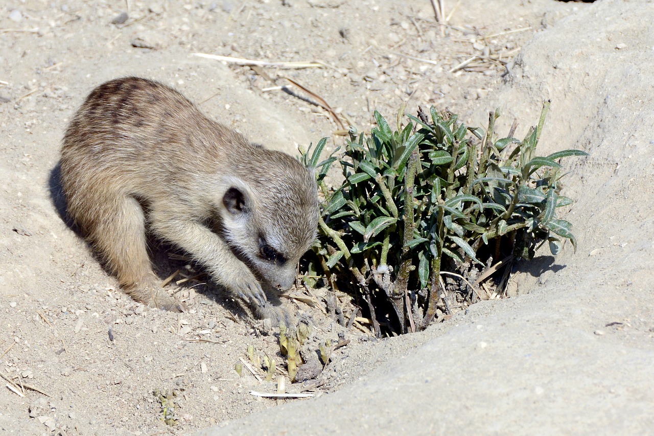 meerkat  animal  small animal free photo