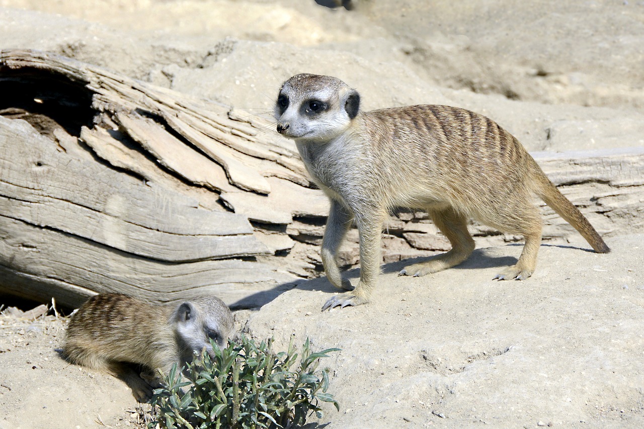 meerkat  mammal  nature free photo