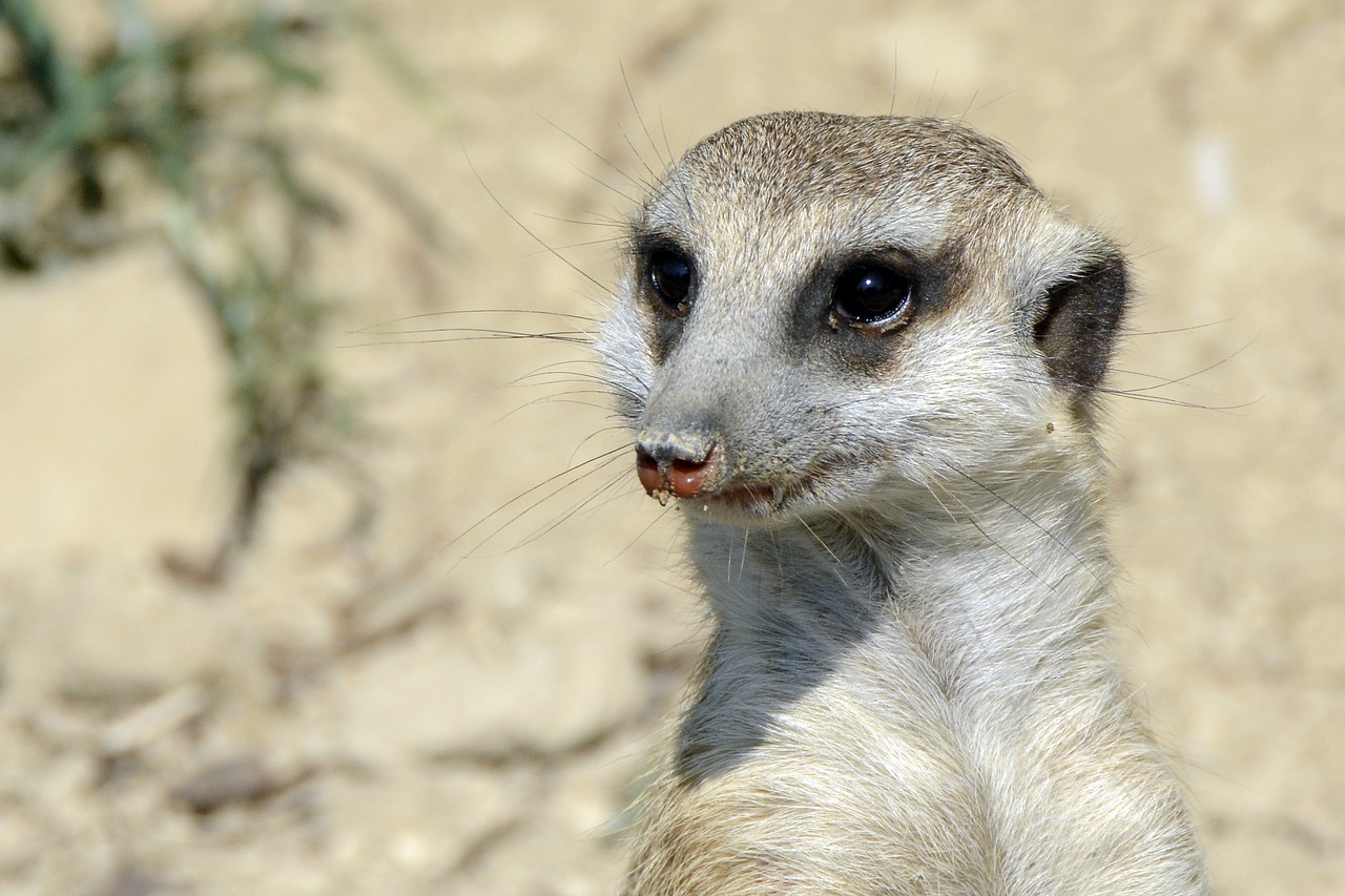 meerkat  animal  cute free photo
