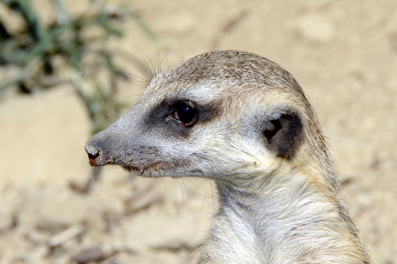 meerkat  animal  cute free photo