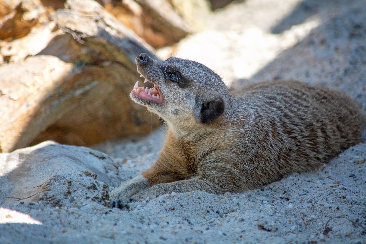 meerkat  animal  mammal free photo