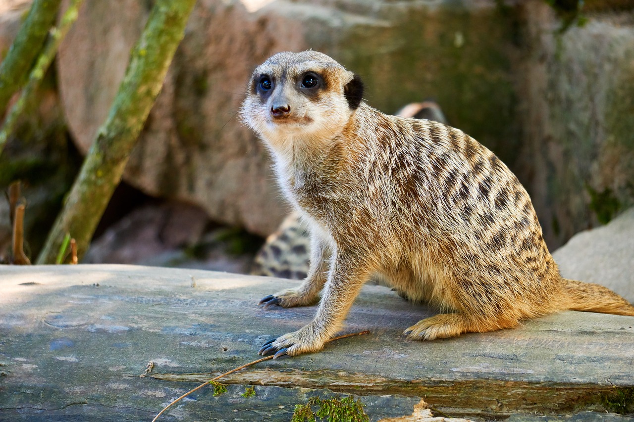 meerkat  animal  cute free photo