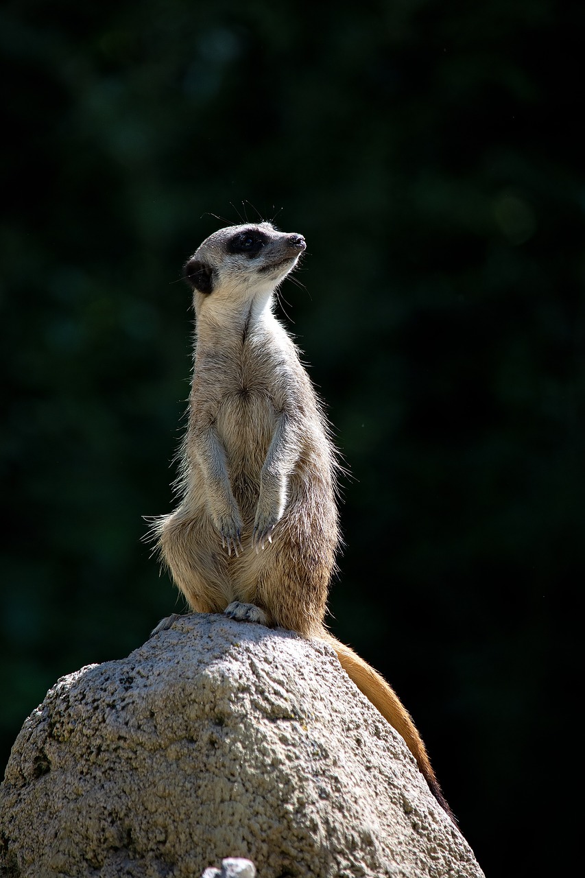 meerkat  animal  mammal free photo