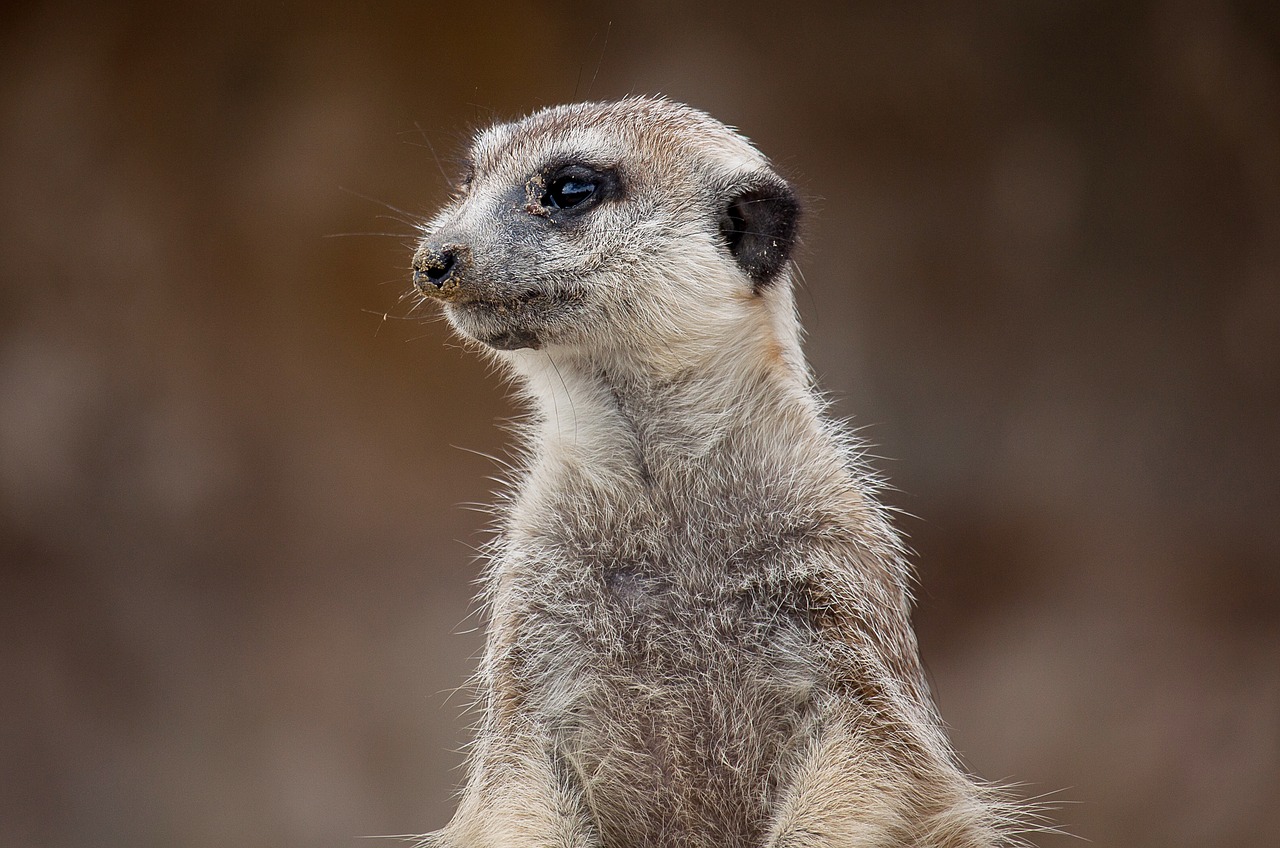 meerkat  animal  mammal free photo