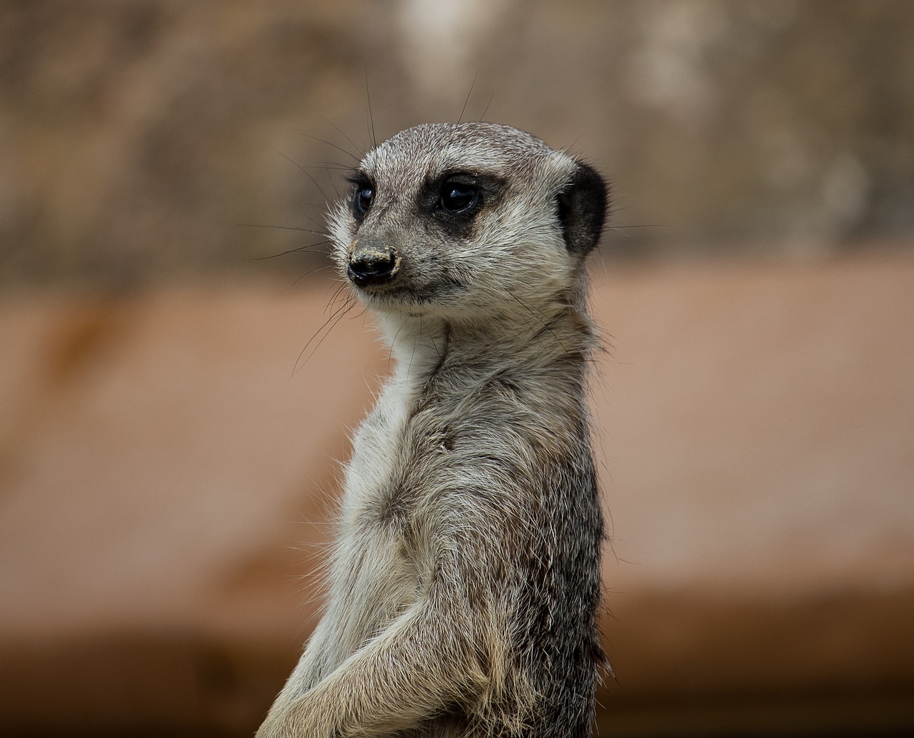 meerkat  animal  mammal free photo