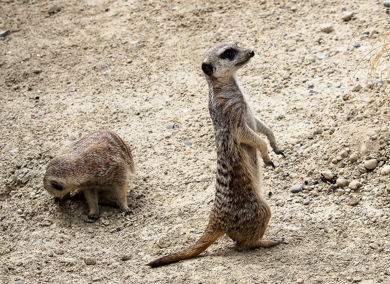 meerkat  animal  mammal free photo