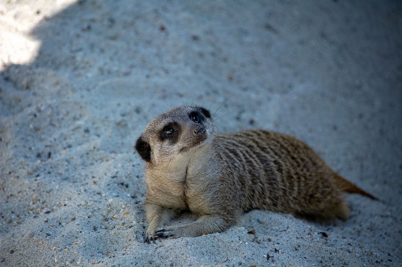 meerkat  animal  mammal free photo