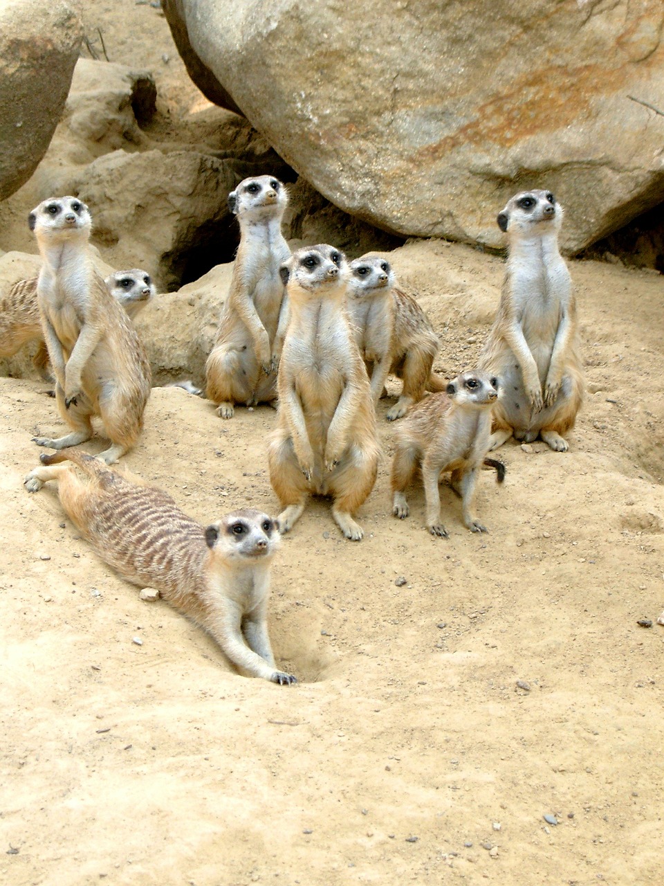 meerkat zoo animal free photo
