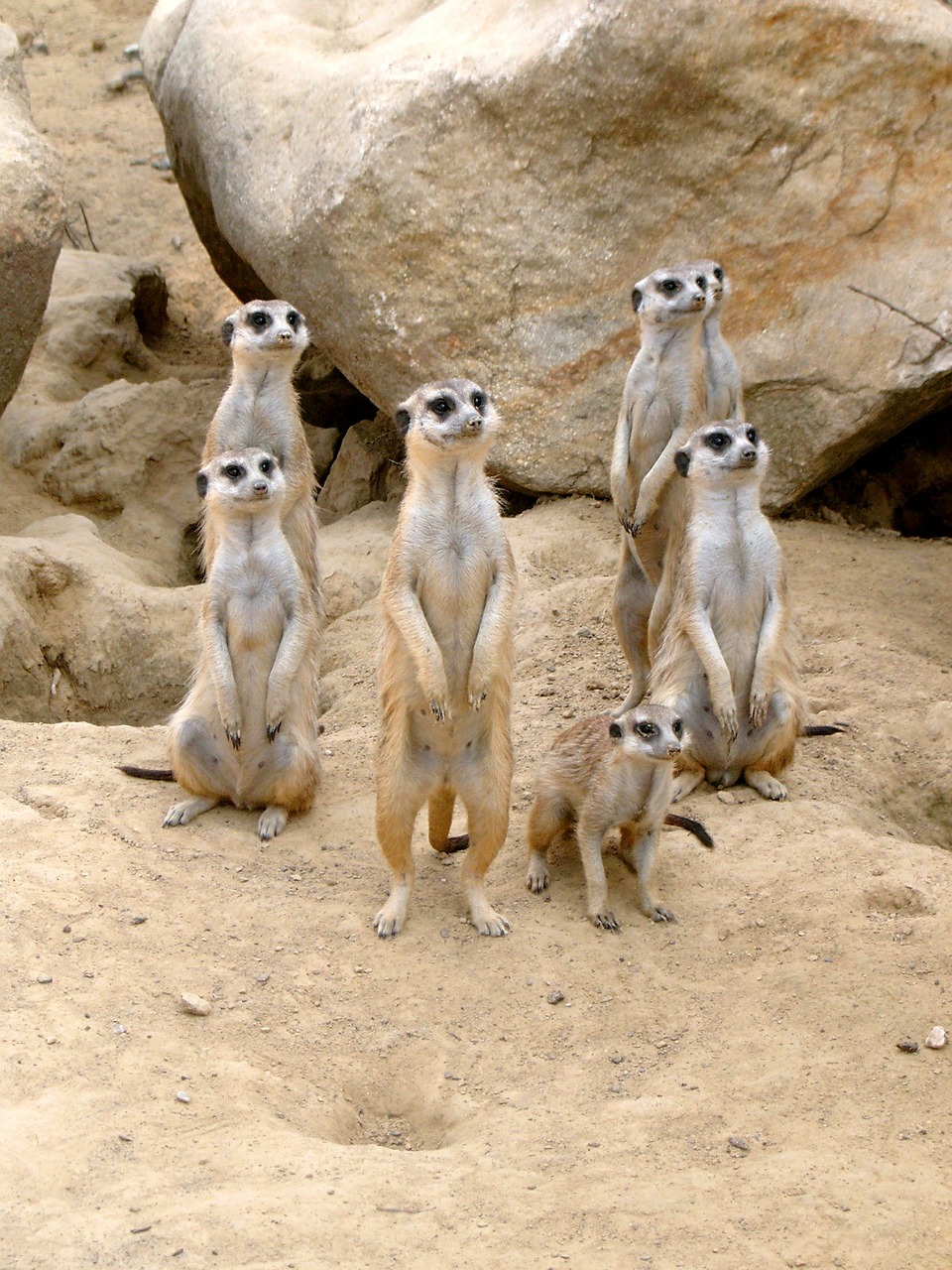 meerkat zoo animal free photo