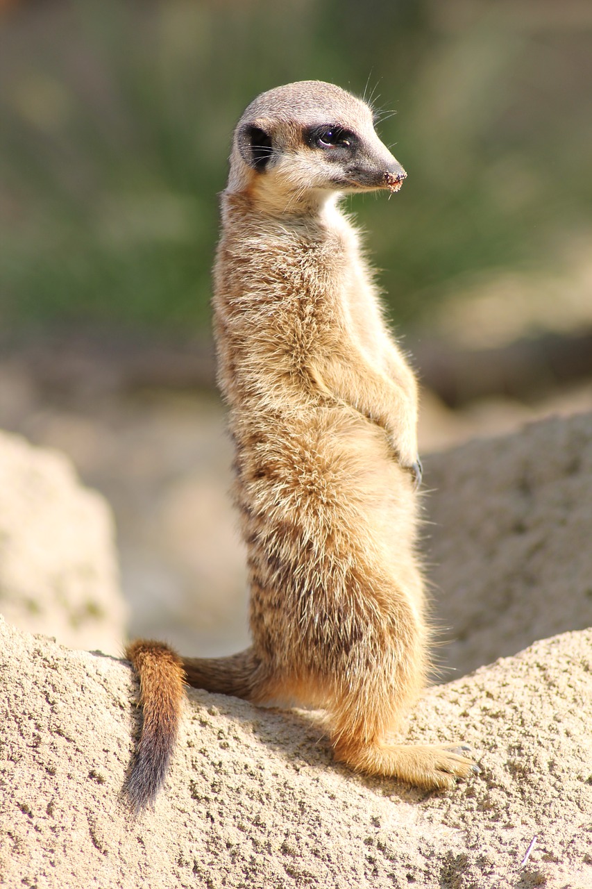 meerkat  zoo  cute free photo