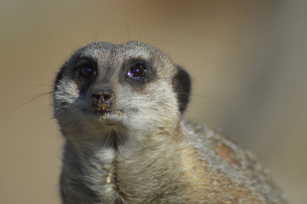 meerkat  mammal  nature free photo