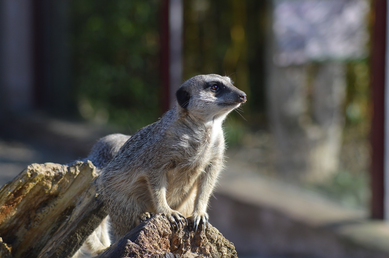 meerkat  cute  animal free photo