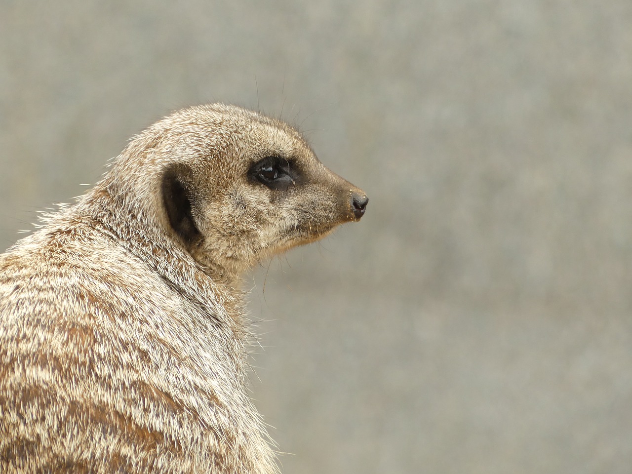 meerkat  animal  fur free photo