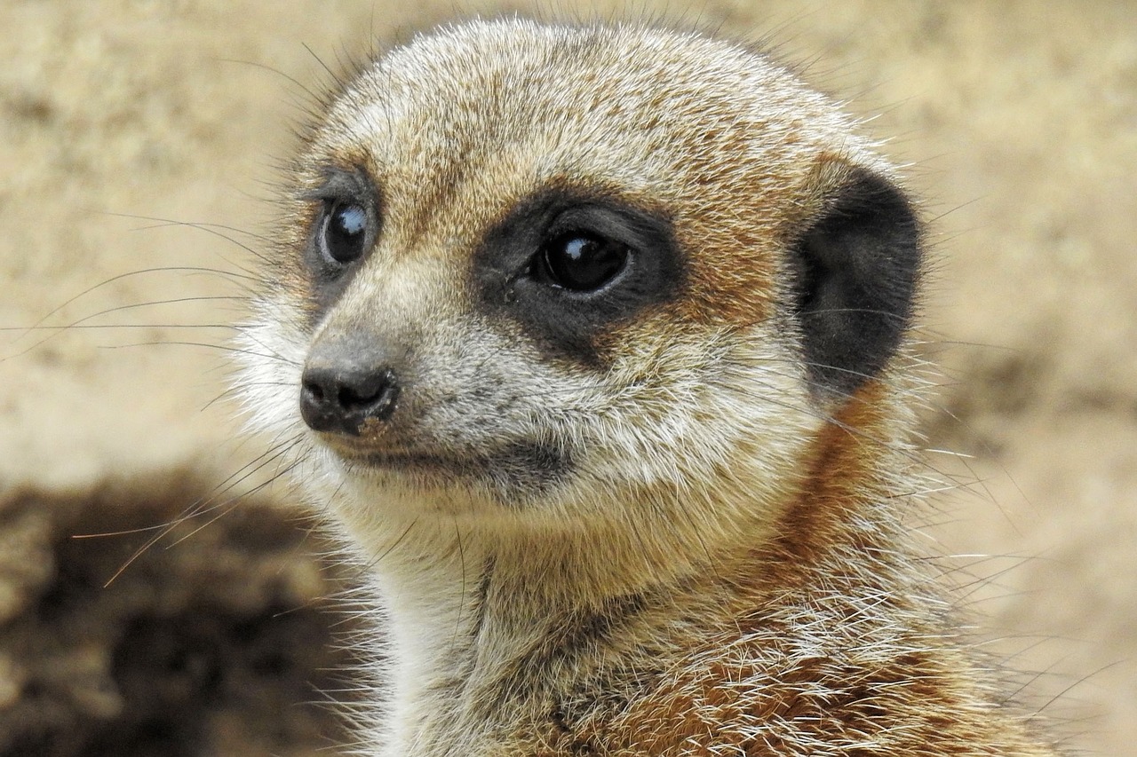 meerkat  cute  mammal free photo