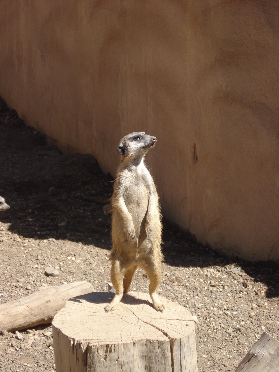 meerkat  animal  nature free photo