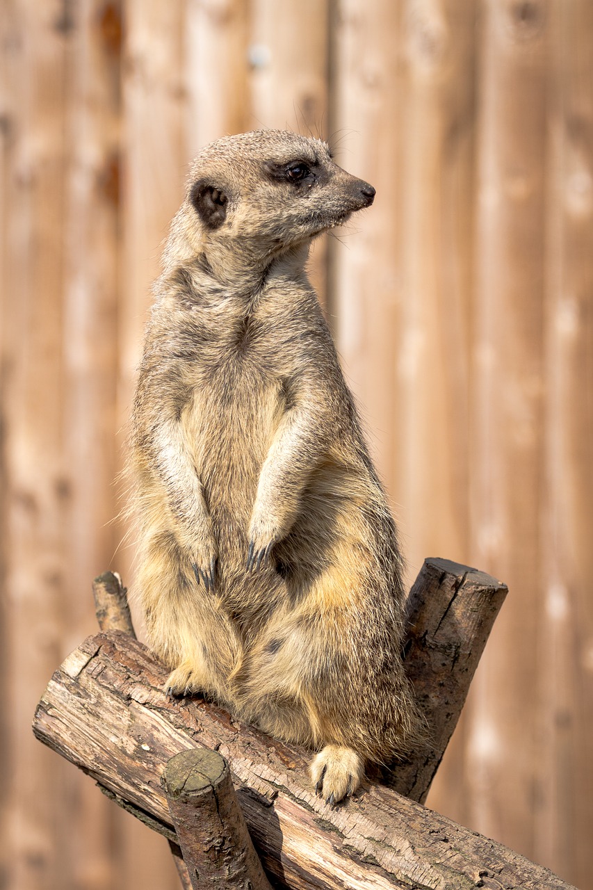 meerkat  animals  farm free photo