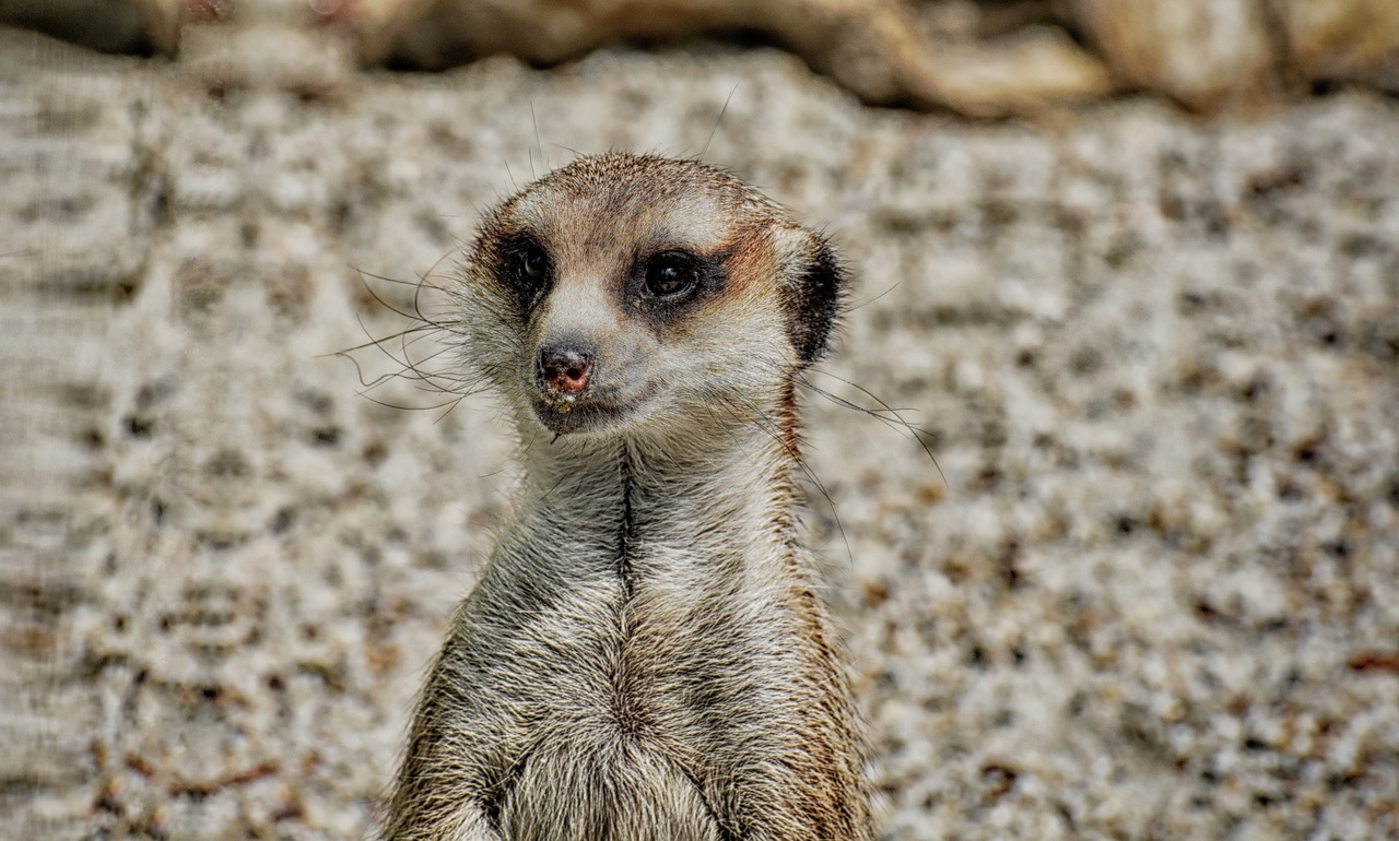 meerkat  animal  nature free photo