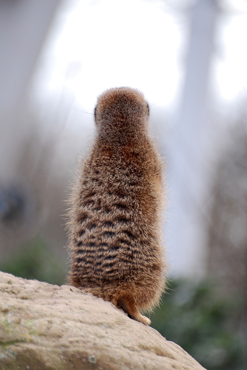 meerkat suricate desert free photo