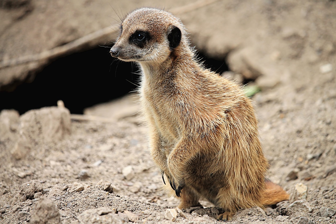 meerkat  cute  animal free photo