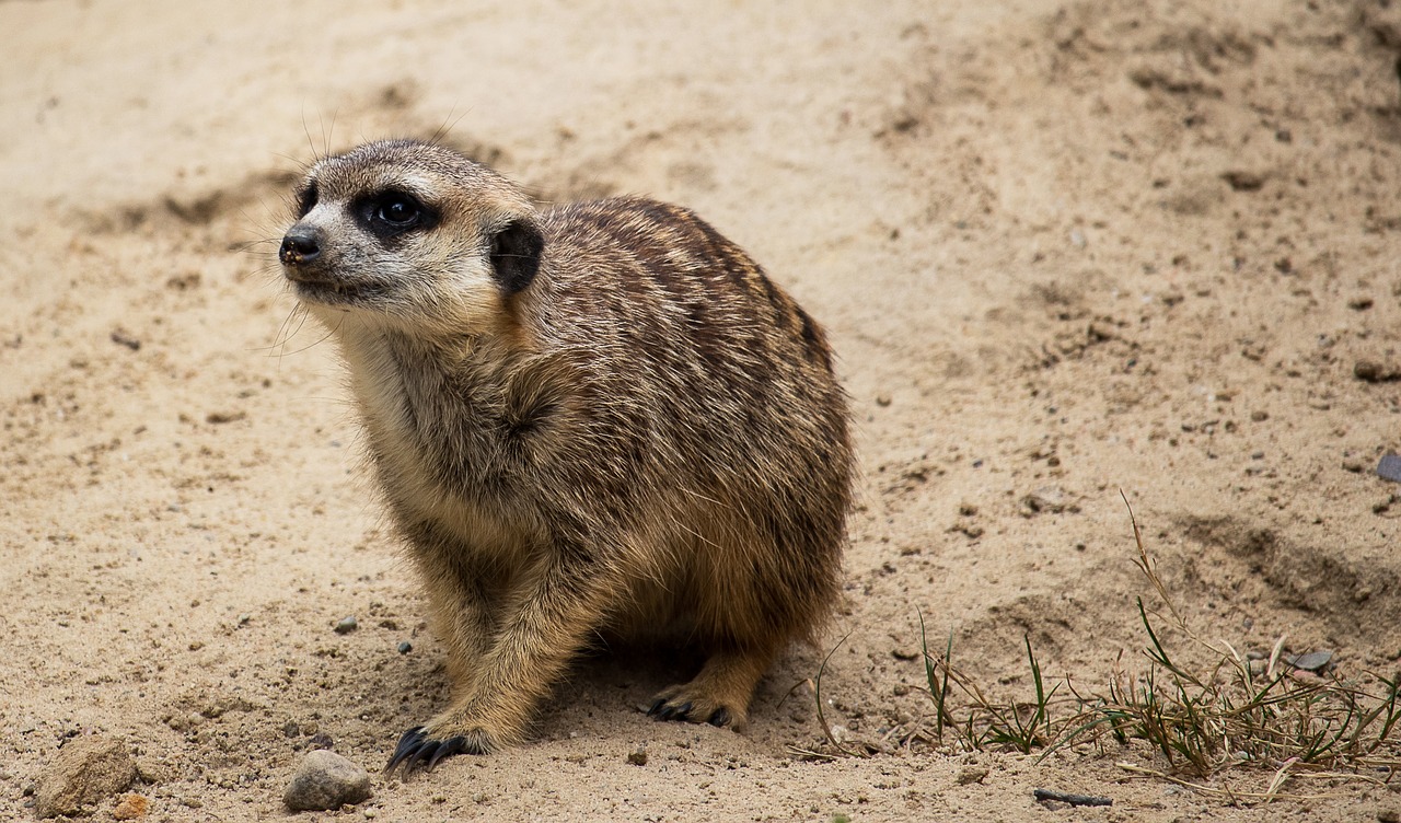 meerkat  mammal  animal free photo