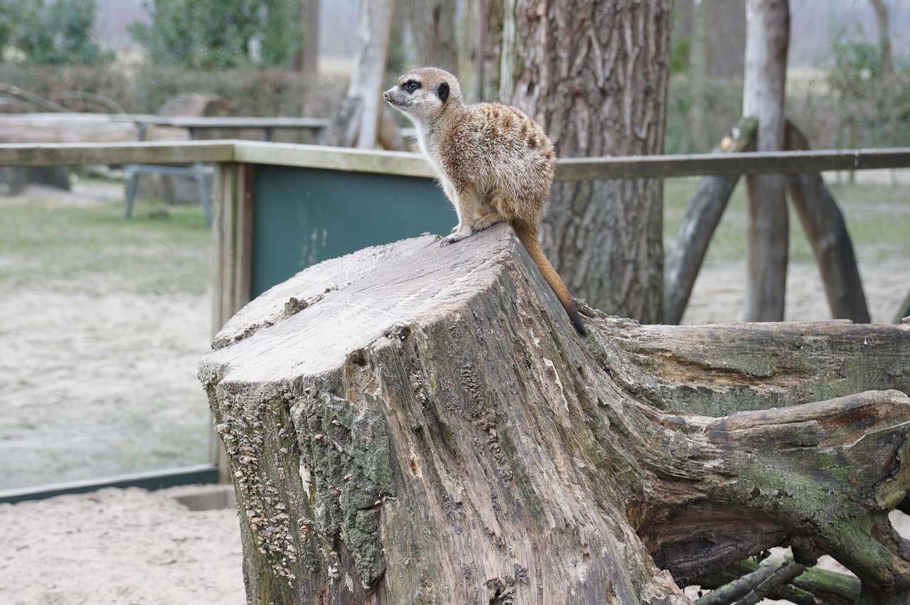 meerkat  tree stump  holendier free photo