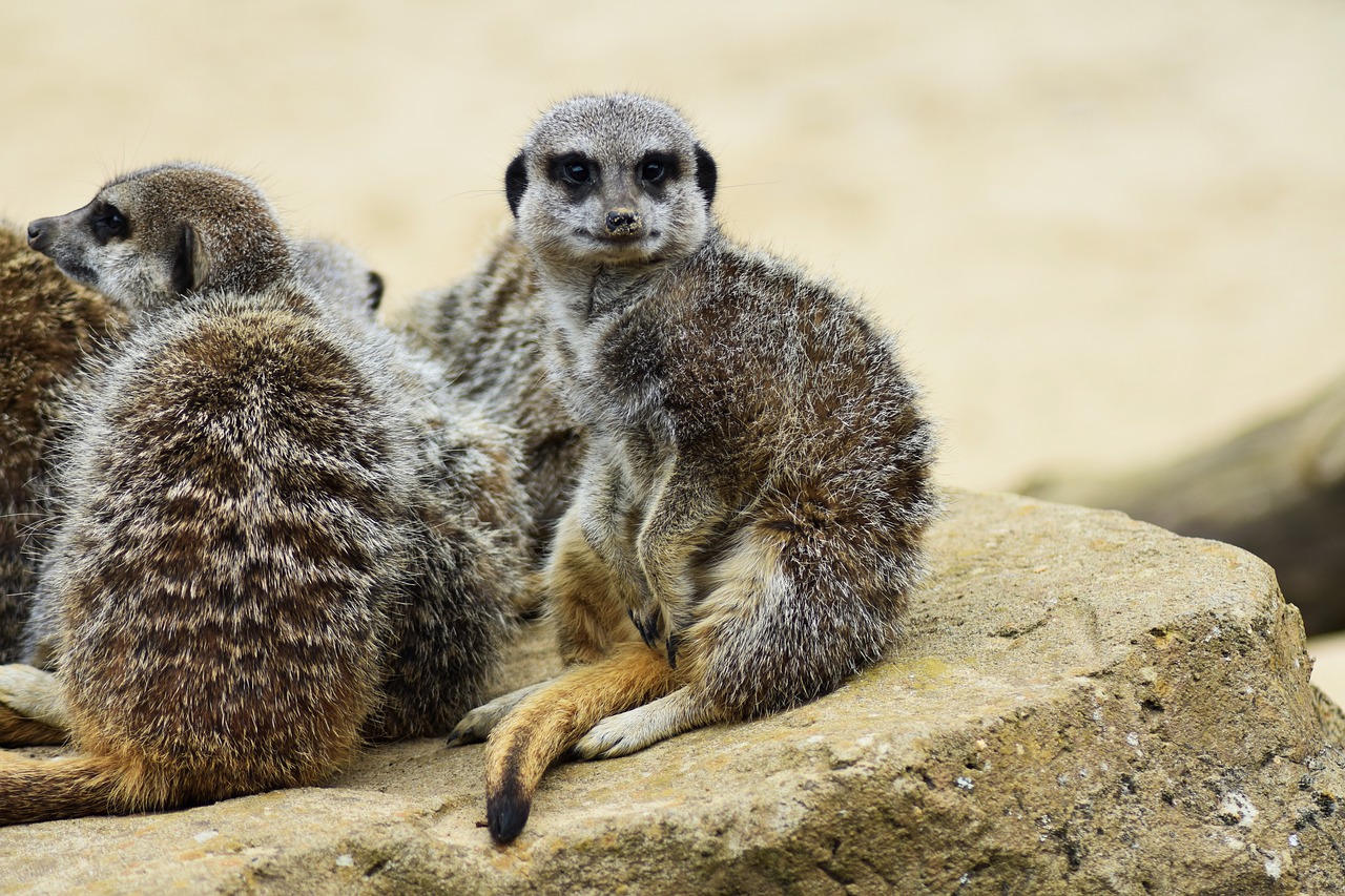 meerkat  africa  african free photo