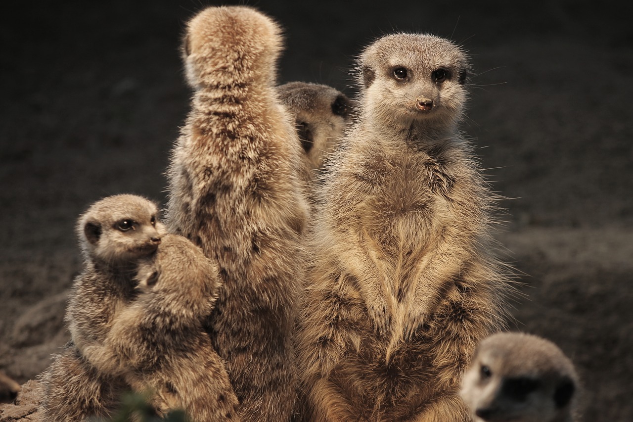 meerkat  family  warm free photo