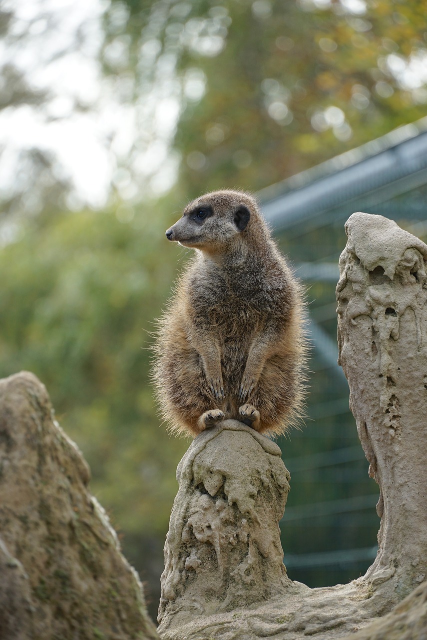 meerkat  animal  cute free photo