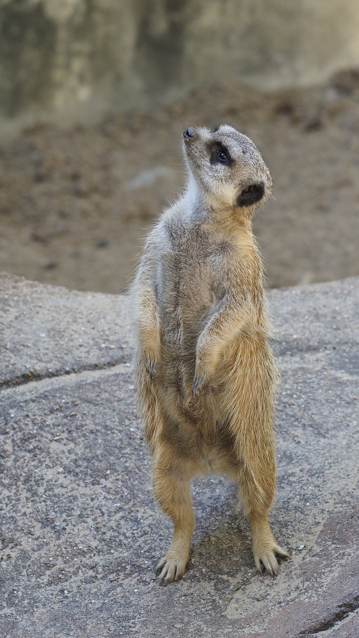 meerkat  zoo  curious free photo