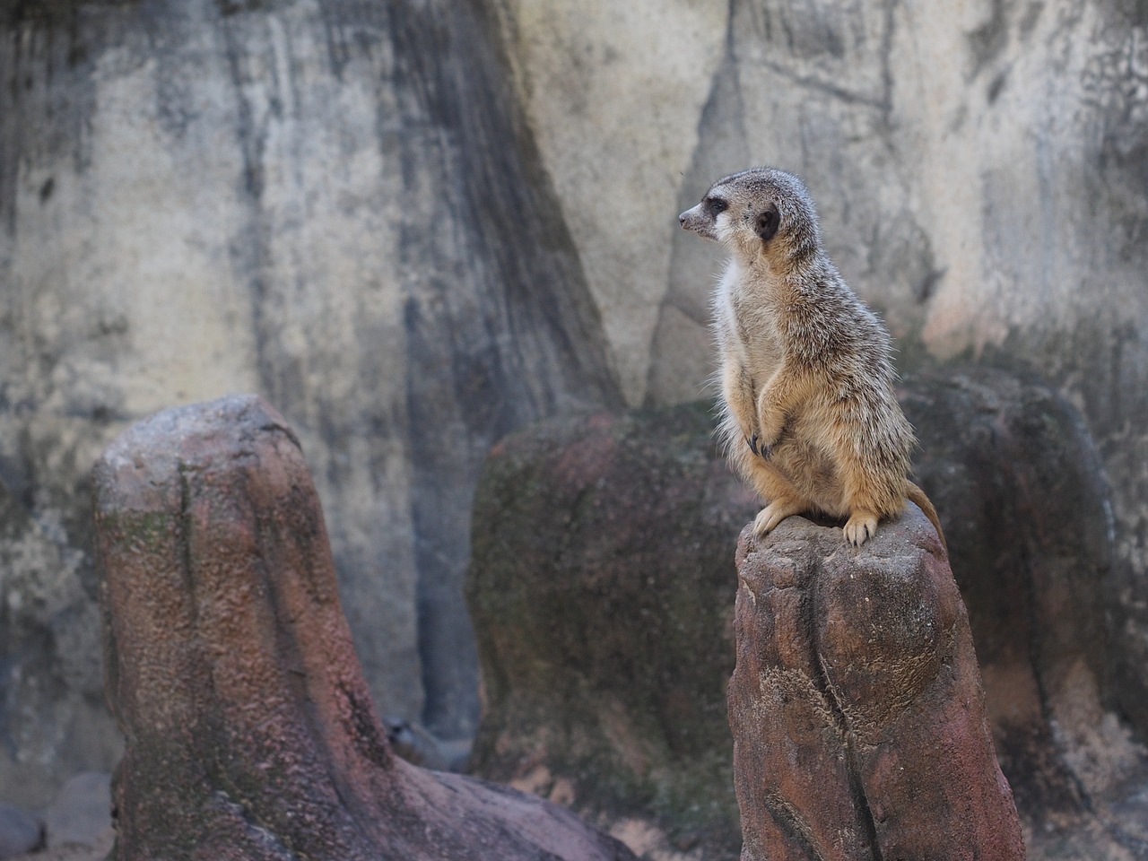 meerkat  zoo  curious free photo