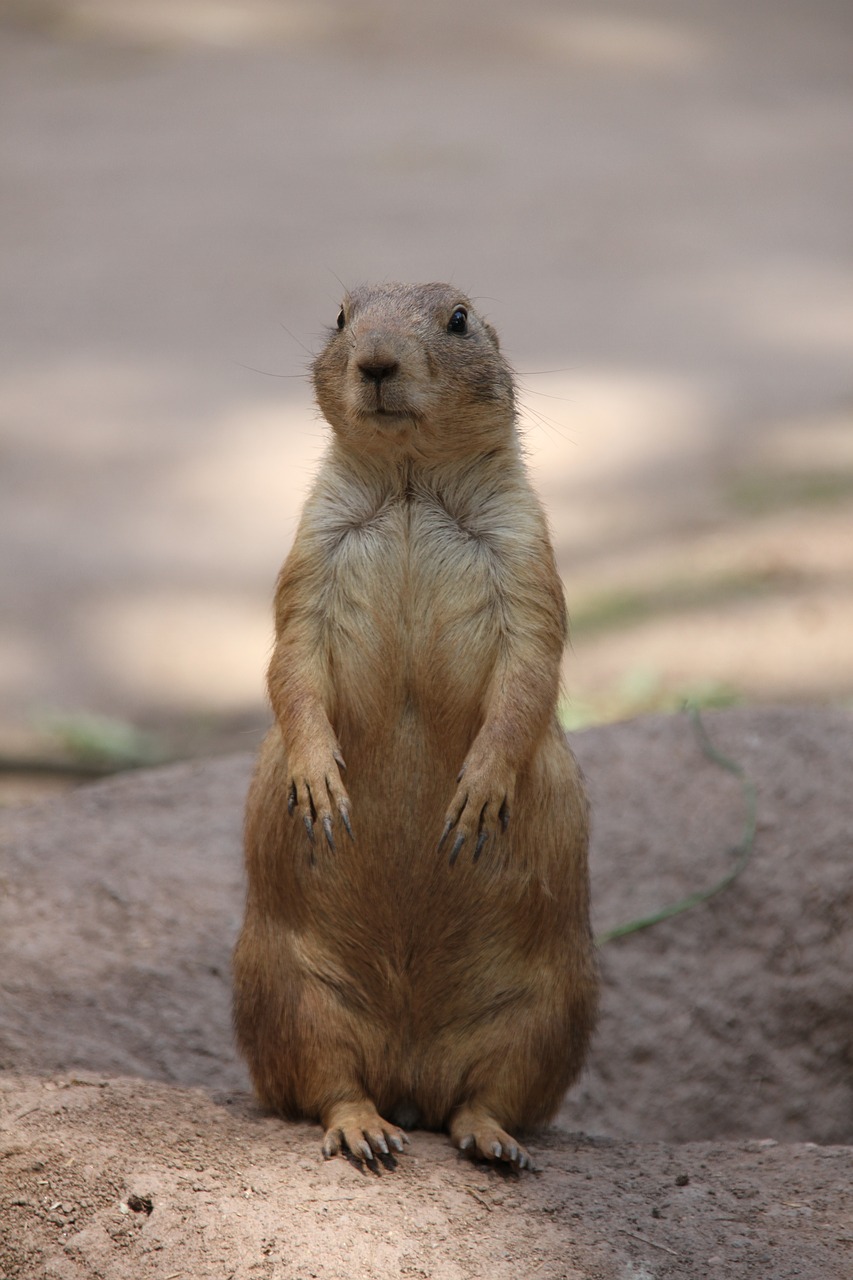 meerkat  cute  small free photo