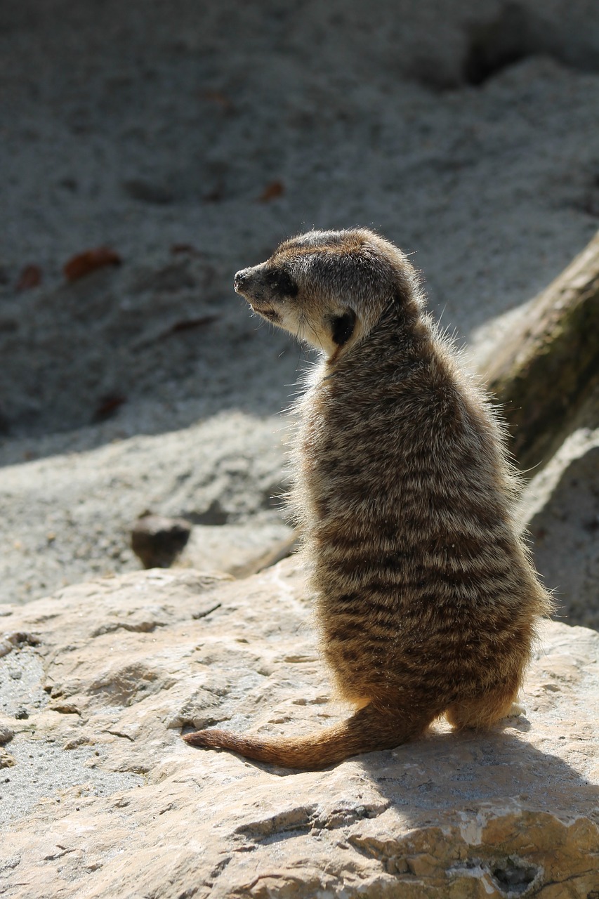 meerkat  zoo  animal free photo