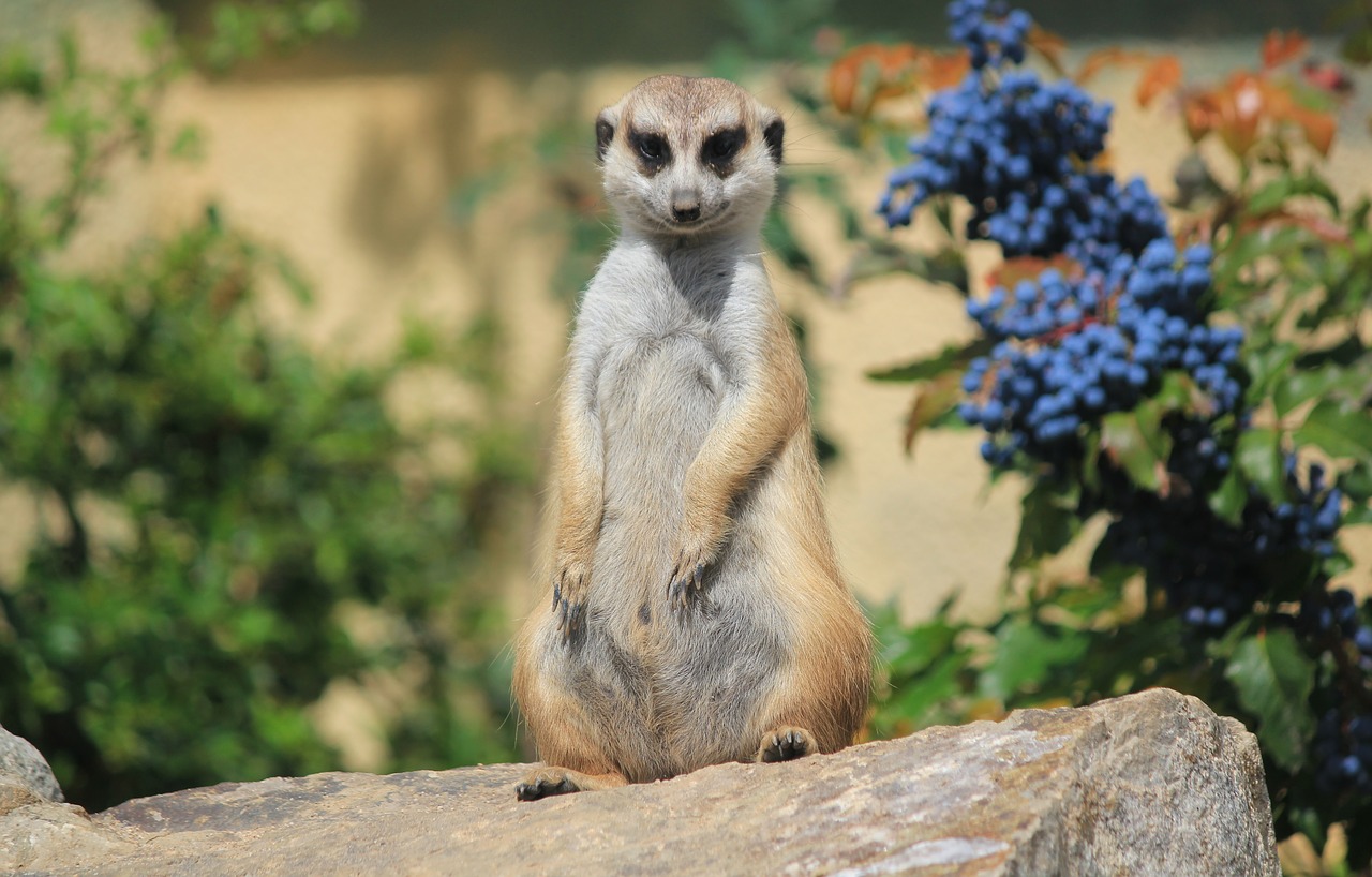 meerkat  portrait  animal free photo