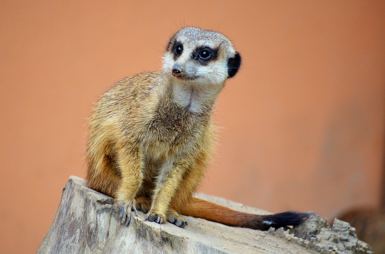 meerkat zoo animal free photo